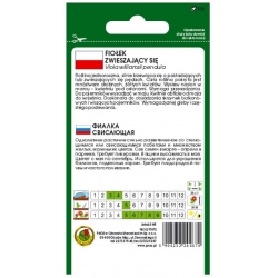 Nasiona Fiołek zwieszający pnos720