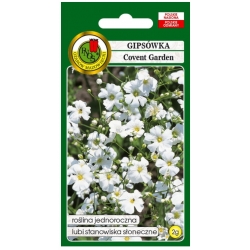 Nasiona Gipsówka łyszczec Covent pnos729