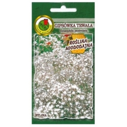 Nasiona Gipsówka trwała biała pnos730