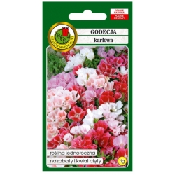 Nasiona Godecja klarkia karłowa pnos732