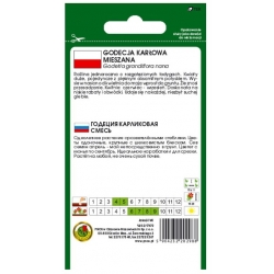 Nasiona Godecja klarkia karłowa pnos732
