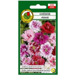 Nasiona Goździk chiński pnos739
