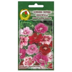 Nasiona Goździk Hedwiga Baby Doll pnos740