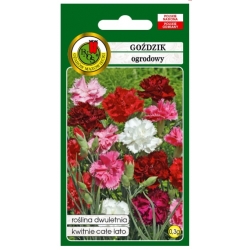 Nasiona Goździk ogrodowy Grenadin pnos742