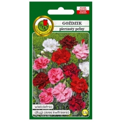 Nasiona Goździk pierzasty pełny pnos743