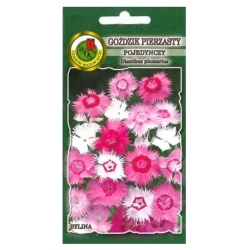 Nasiona Goździk pierzasty pojed pnos744