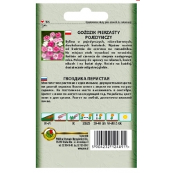 Nasiona Goździk pierzasty pojed pnos744