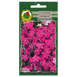 Nasiona Goździk upstrzony pnos745