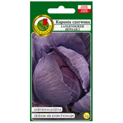 nasiona Kapusta czerwona Langedijker pnos130