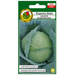 nasiona Kapusta głowa biała Amager pnos131