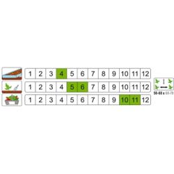 nasiona Kapusta głowa biała Amager pnos131