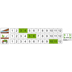 nasiona Kapusta włoska Vertus pnos143