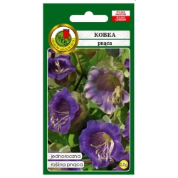 Nasiona Kobea pnąca sępota pnos752