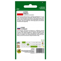 Nasiona Kobea pnąca sępota pnos752