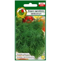 nasiona Koper ogrodowy Moravan pnos148