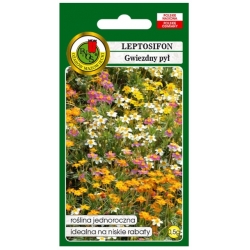 Nasiona Leptosifon Gwiezdny Pył pnos763