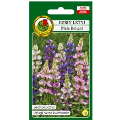 Nasiona Łubin letni Pixie Delight pnos795