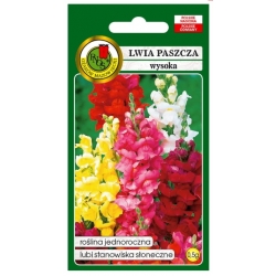 Nasiona Lwia paszcza wyżlin wysoki pnos794
