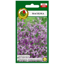 Nasiona Maciejka lewkonia pnos797