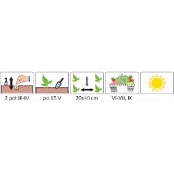 Nasiona Majeranek pnos544