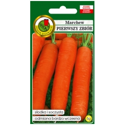 nasiona Marchew jadalna Pierwszy Zbiór pnos170