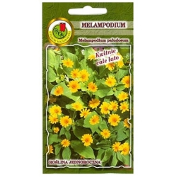 Nasiona Melampodium żółte pnos805