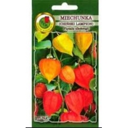 Nasiona Miechunka Chiński lampion pnos806