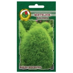 Nasiona Mietelnik żakula pnos809