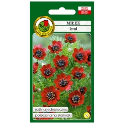 Nasiona Miłek letni czerwony pnos811