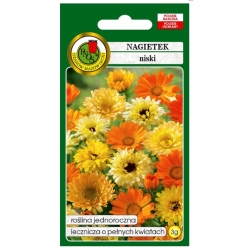 Nasiona Nagietek niski pnos821