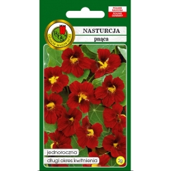 Nasiona Nasturcja pnąca Scharlachglanz pnos827
