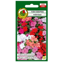 Nasiona Niecierpek waleriana pnos831