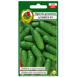 nasiona Ogórek gruntowy Andrus pnos183