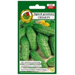 nasiona Ogórek gruntowy Cezar pnos189
