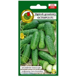 nasiona Ogórek gruntowy Octopus pnos199