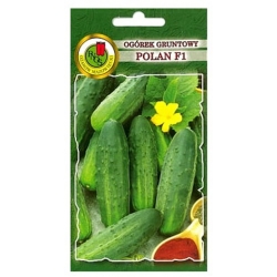 nasiona Ogórek gruntowy Polan pnos204