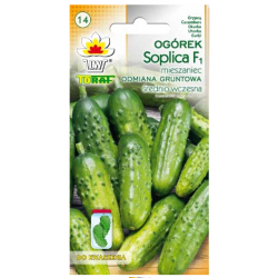 nasiona Ogórek gruntowy Soplica pnos210