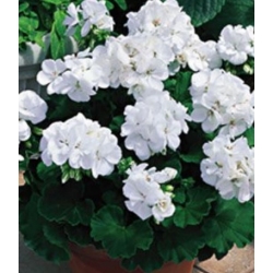 Nasiona Pelargonia rabatowa biała pnos849
