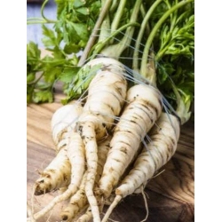 Nasiona Pietruszka korzeniowa Vistula pnos949