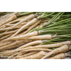 Nasiona Pietruszka korzeniowa Vistula pnos949