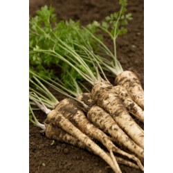 Nasiona Pietruszka korzeniowa Vistula pnos949