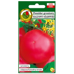 nasiona Pomidor grunt Malinowy ożar pnos285