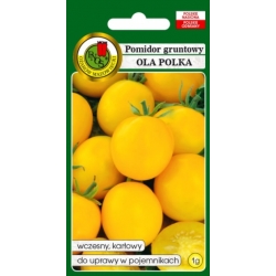 Pomidor gruntowy Ola Polka