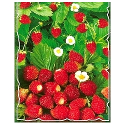 nasiona Poziomka Baron Solemacher pnos327