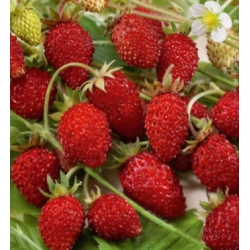 nasiona Poziomka Regina pnos328