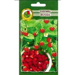 nasiona Poziomka Rugia pnos329
