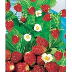 nasiona Poziomka Rugia pnos329