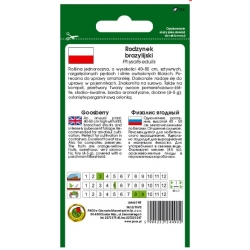 nasiona Rodzynek Brazylijski pnos331