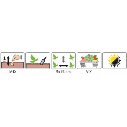 Nasiona Rucola Eruca Sativa pnos551