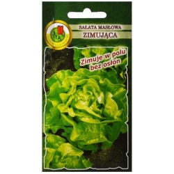 nasiona Sałata masłowa Zim Zina pnos381